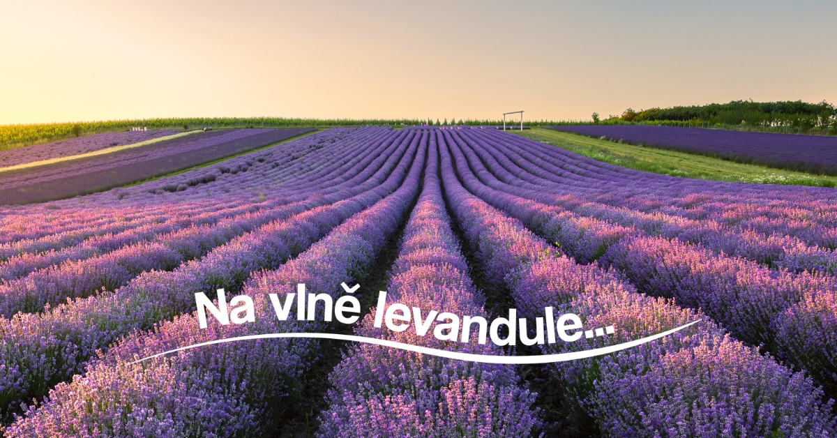 Lavandia